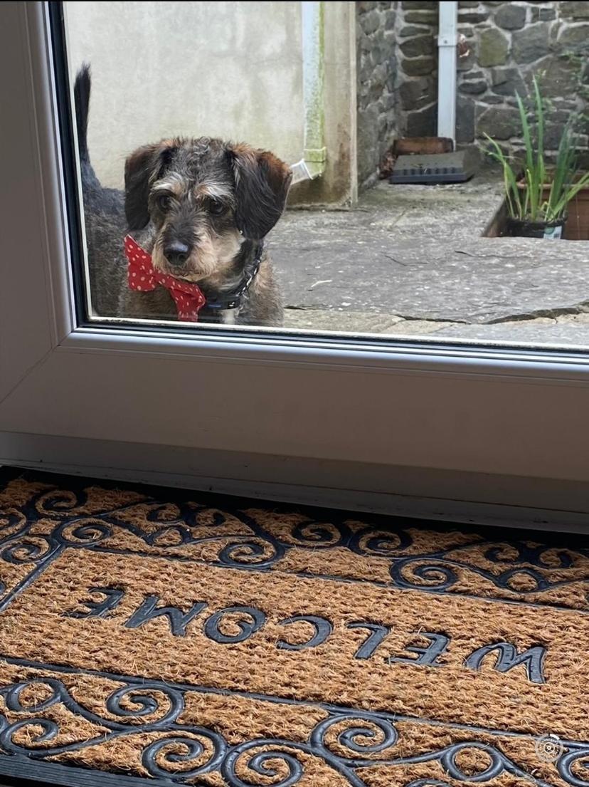 Pippin Lodge Llanwrda 外观 照片