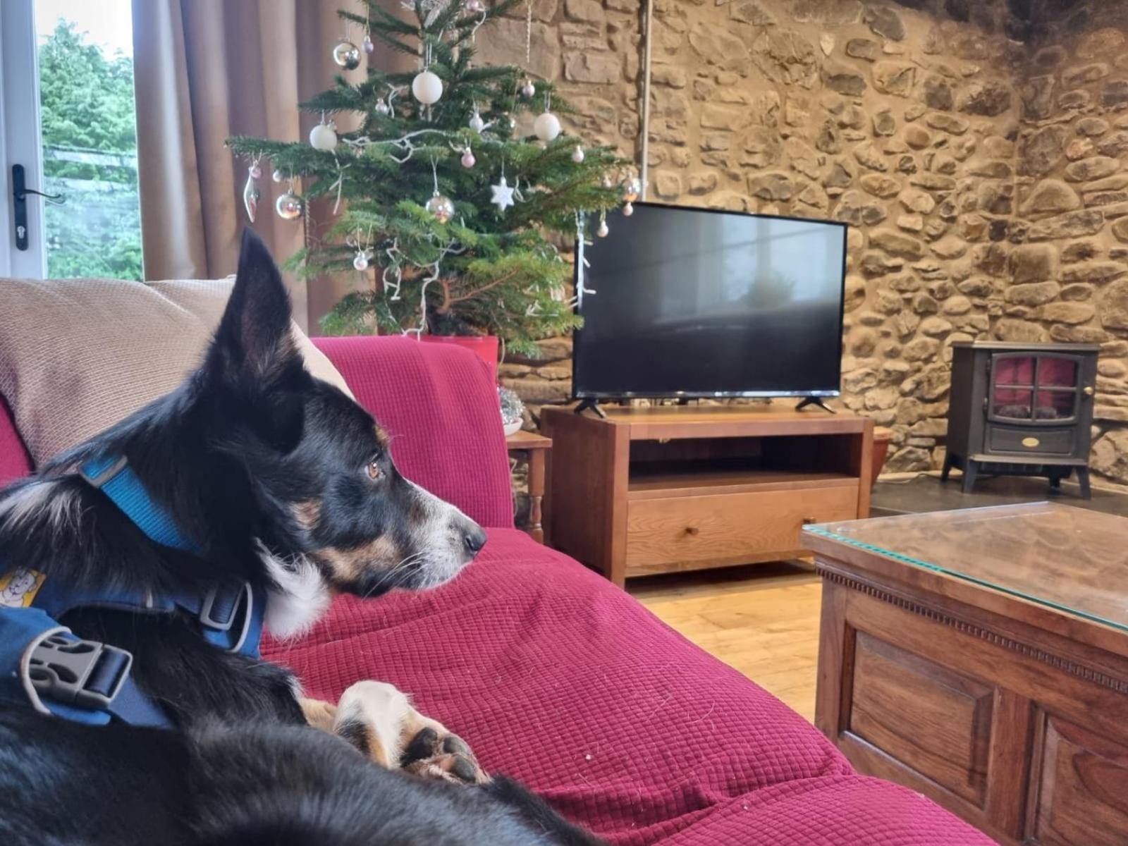 Pippin Lodge Llanwrda 外观 照片